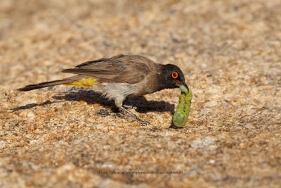 African red-eyed bulbul - Pycnonotus nigricans