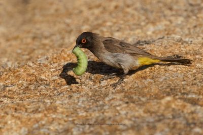 African red-eyed bulbul - Pycnonotus nigricans