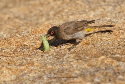 African red-eyed bulbul - Pycnonotus nigricans