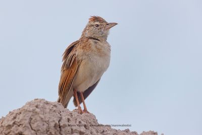 Rufous-naped Lark - Mirafra africana