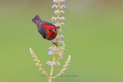 Sulawesi Myzomela - Myzomela chloroptera