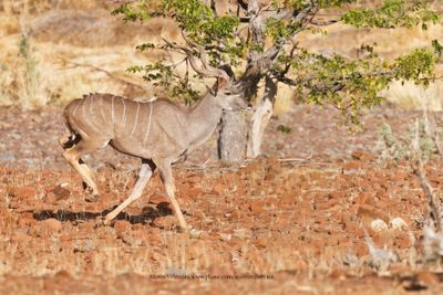 Greater Kudu - Tragelaphus strepsiceros