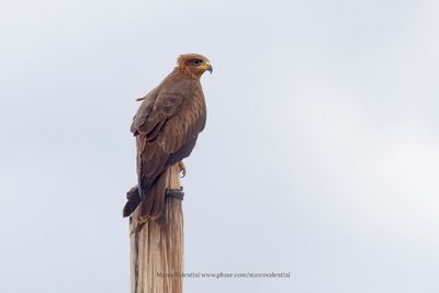 Yellow-billed Kite - Milvus aegyptius