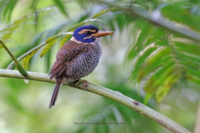 Scaly-breasted Kingfisher - Actenoides princeps