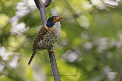 Scaly-breasted Kingfisher - Actenoides princeps