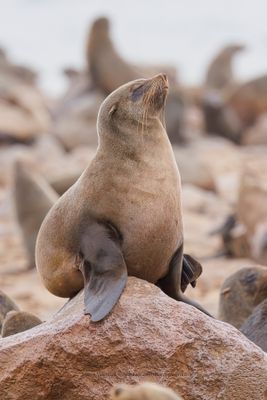 Cape fur seal - Arctocephalus pusillus
