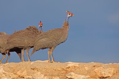 Helmeted Guineafowl - Numida meleagris