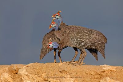 Helmeted Guineafowl - Numida meleagris