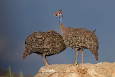 Helmeted Guineafowl - Numida meleagris