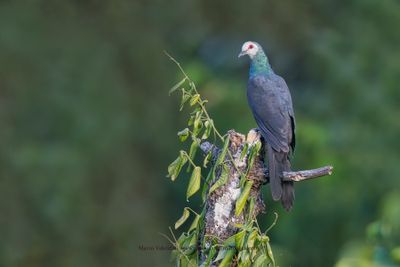 White-faced Cuckoo-dove - Turacoena manadensis