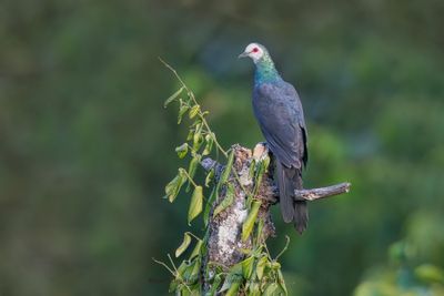 White-faced Cuckoo-dove - Turacoena manadensis