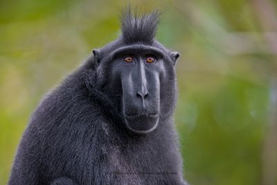 Sulawesi Black Macaque - Macaca nigra