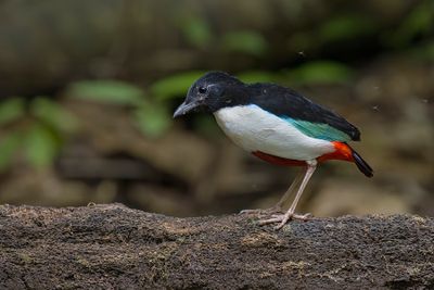 Ivory-breasted Pitta - Pitta maxima