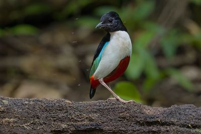 Ivory-breasted Pitta - Pitta maxima