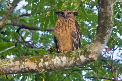 Buffy Fish-owl - Ketupa ketupu