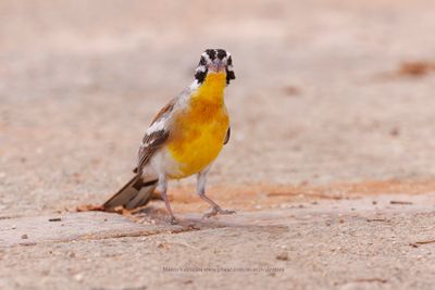 Golden-breasted Bunting - Emberiza flaviventris