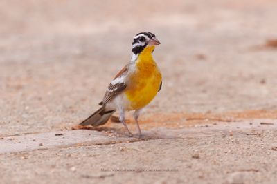 Golden-breasted Bunting - Emberiza flaviventris