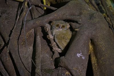 Gursky's Spectral Tarsius - Tarsius spectrumgurskiae