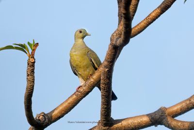 Pink-necked Green Pigeon - Treron vernans