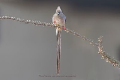 White-backed Mousebird - Colius colius