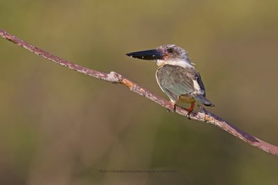 Great-billed kingfisher - Pelargopsis melanorhyncha