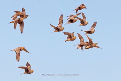 Namaqua Sandgrouse - Pterocles namaqua