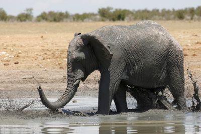 African Elephant - Loxodonta africana