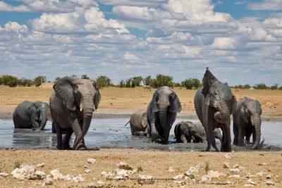 African Elephant - Loxodonta africana