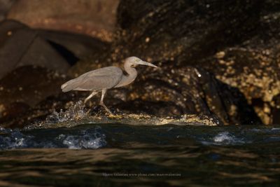 Eastern Reef heron - Egretta sacra