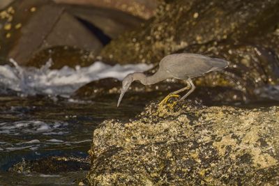 Eastern Reef heron - Egretta sacra