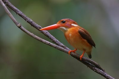 Sulawesi Dwarf Kingfisher - Ceyx fallax