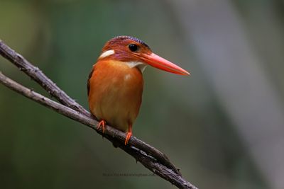 Sulawesi Dwarf Kingfisher - Ceyx fallax