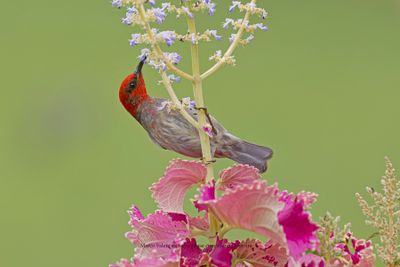 Sulawesi Myzomela - Myzomela chloroptera