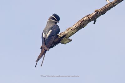 Moustached Treeswift - Hemiprocne mystacea