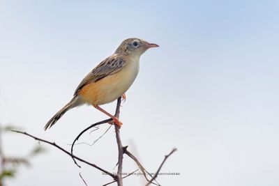 Desert Cisticola - Cisticola aridulus