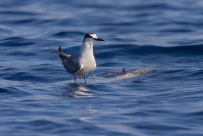 Bridled Tern - Onychoprion anaethetus