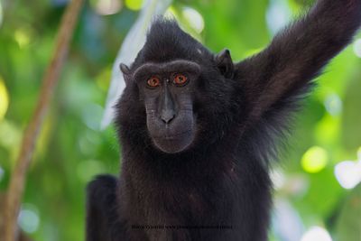 Sulawesi Black Macaque - Macaca nigra