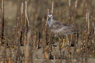 Gray-tailed Tattler - Tringa brevipes