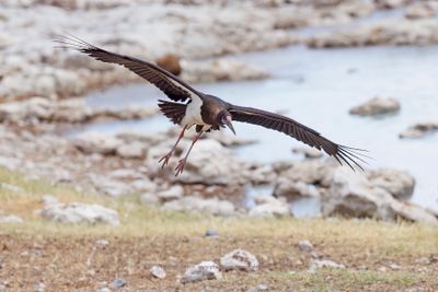 Abdim's Stork - Ciconia abdimii