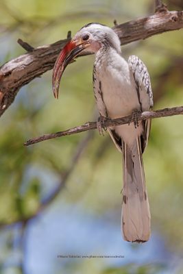 Damara Hornbill - Tockus damarensis