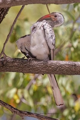 Damara Hornbill - Tockus damarensis