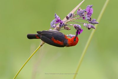 Sulawesi Myzomela - Myzomela chloroptera