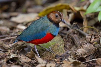 Sulawesi Pitta - Erythropitta celebensis