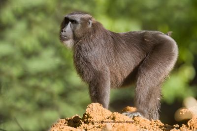 Moor Macaque - Macaca maura