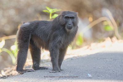 Moor Macaque - Macaca maura