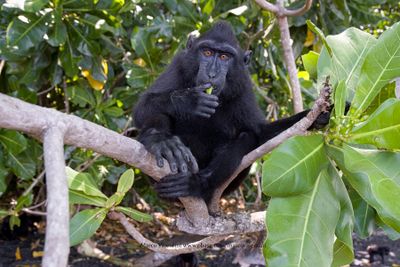 Sulawesi Black Macaque - Macaca nigra