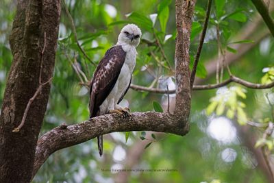 Sulawesi Hawk-eagle - Nisaetus lanceolatus