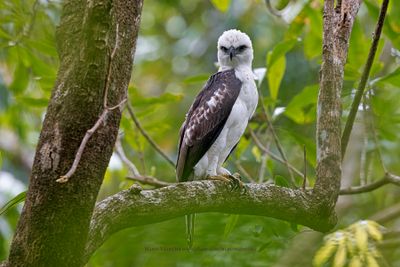 Sulawesi Hawk-eagle - Nisaetus lanceolatus