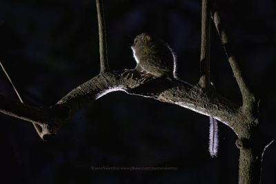 Gursky's Spectral Tarsius - Tarsius spectrumgurskiae