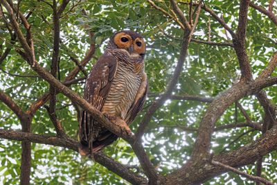 Spotted Wood-owl - Strix seloputo